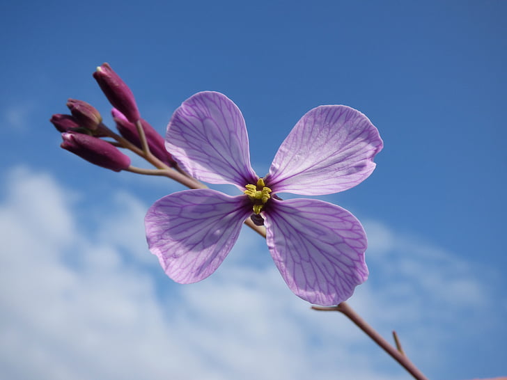 Wild flower, puķe, četras ziedlapiņas, rozā, kokonu, debesis, zila
