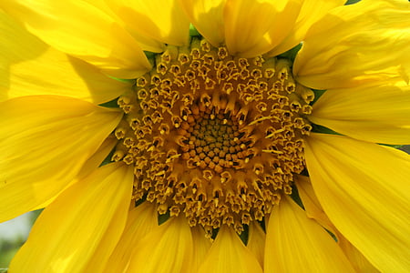 Sun flower, kollane, õis, Bloom, suvel, lill, taim