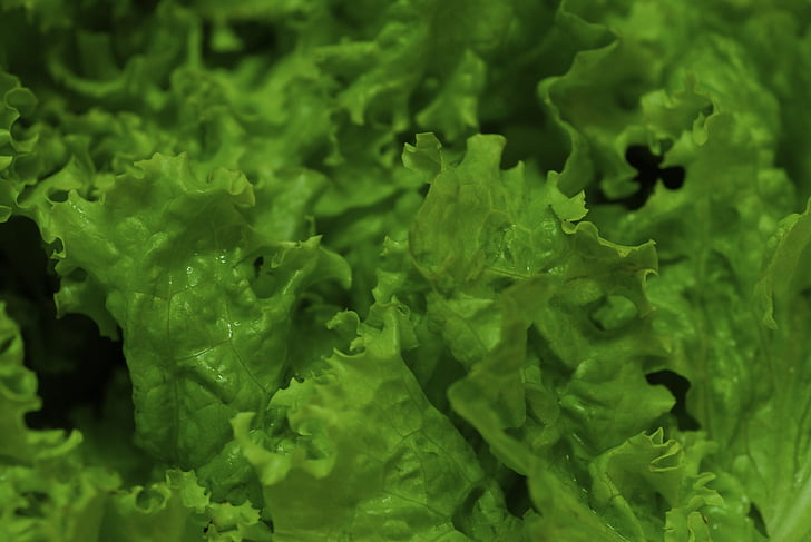 zelena salata, povrća, povrće, zelje, organska farma, zdrav, vrt