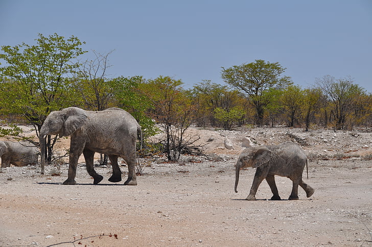 Namibia, öken, resor, Jumbo, elefant, djur i vilt, djur wildlife