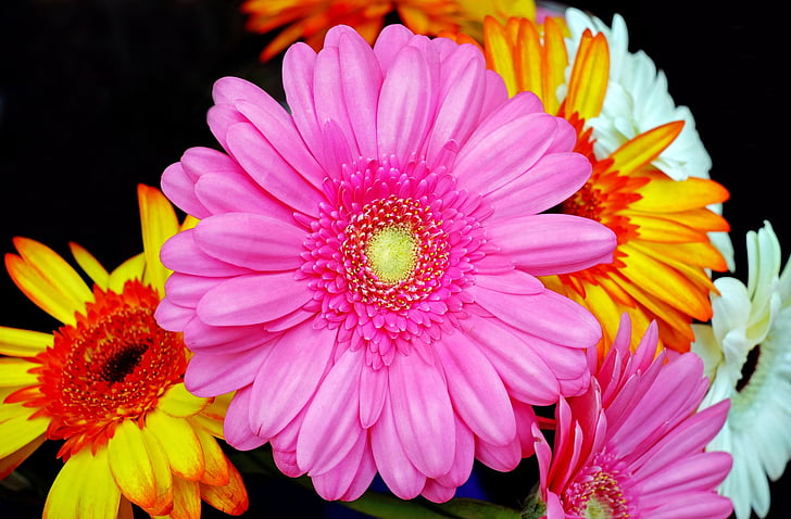 Gerbera, Blossom, Bloom, vaaleanpunainen, kukka, kevään, Sulje