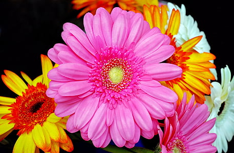 Gerbera, Blüte, Bloom, Rosa, Blume, Frühling, in der Nähe