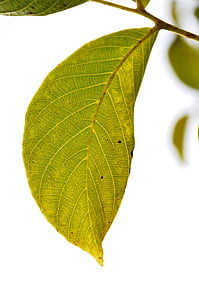 листа, зелени листа, листа, растителна, природата, едър план, зелен цвят