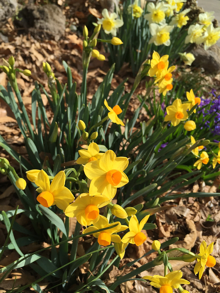 Narcissus, gul, vårblomster, blomster