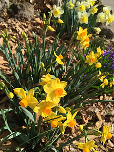 Narciso, amarillo, flores de primavera, flores