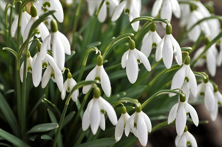 Snowdrops, cluster de, flor branca, o mensageiro da Primavera, Primavera, floco de neve, plantas