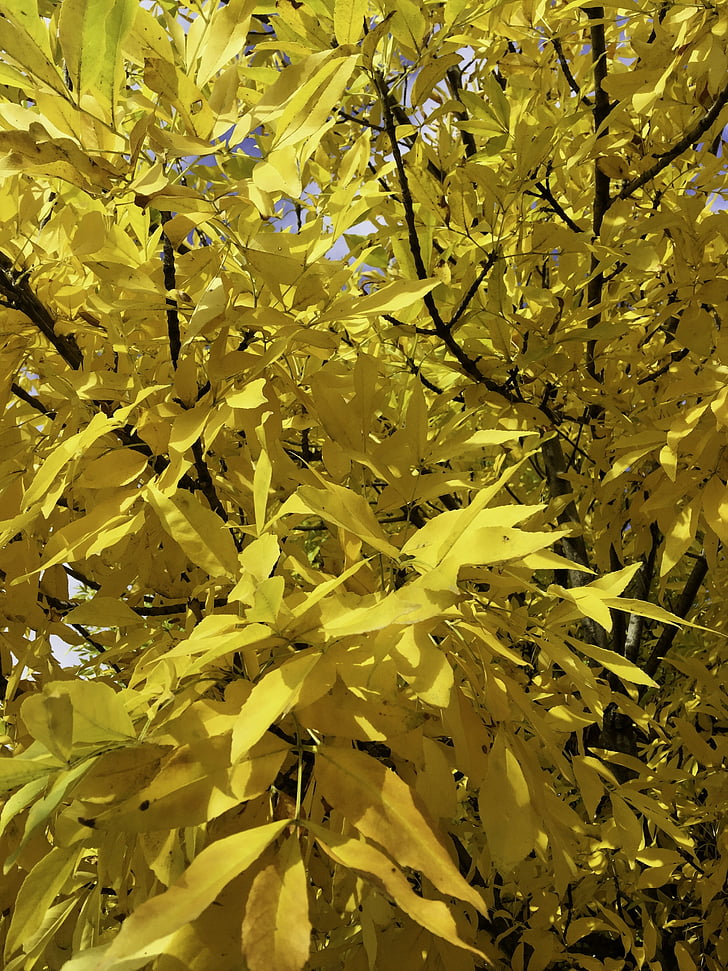 Australia, autunno, albero, foglie, Cobram victoria, fogliame, giallo