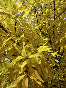 Úc, mùa thu, cây, lá, Cobram victoria, tán lá, màu vàng