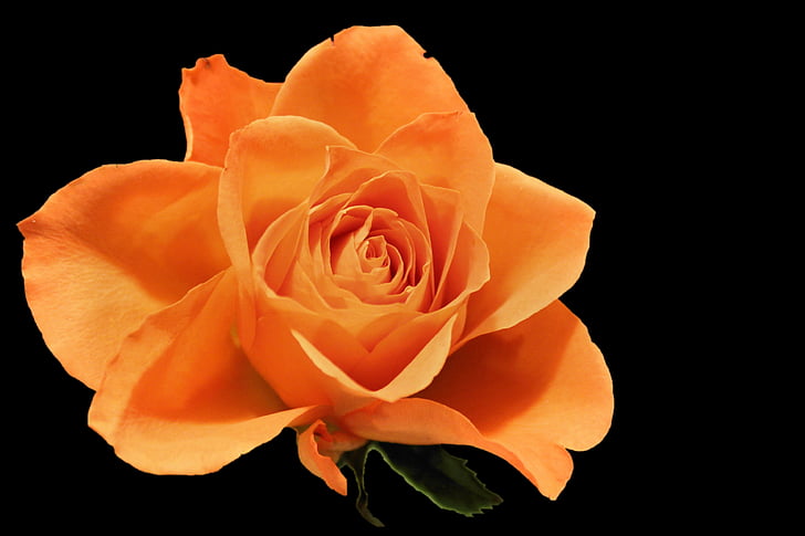 τριαντάφυλλο, άνθος, άνθιση, σολομός, Πορτοκαλής αυξήθηκε, μαύρο φόντο
