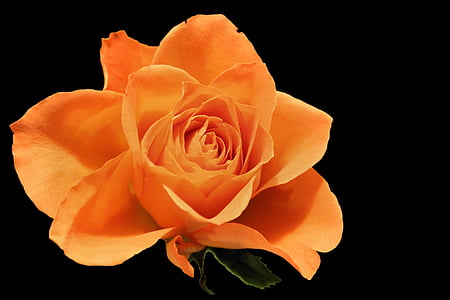 Rosa, flor, flor, salmó, rosa taronja, fons negre