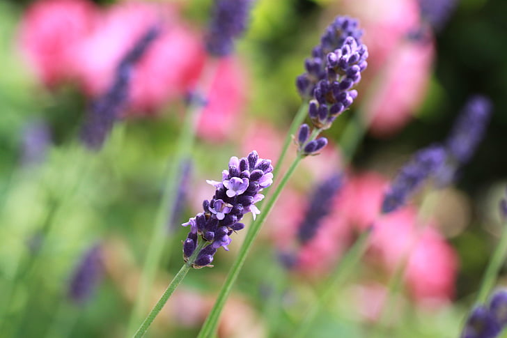 Lavendel, Lavendel lilled, lill, loodus, Flora, Bloom, õis