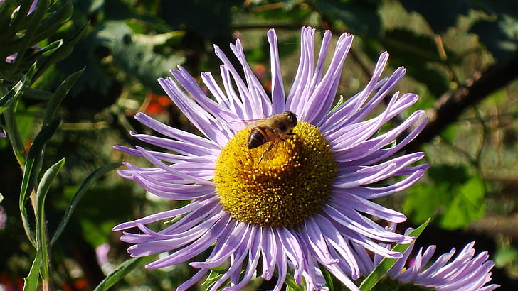 Bee, bjola, blomsterbed, natur, blomst, plante, sommer