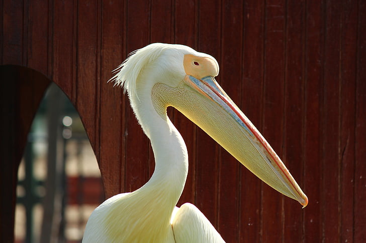 pelikāns, zooloģiskais dārzs, rada