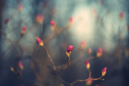 Бутон, Природа, Весна