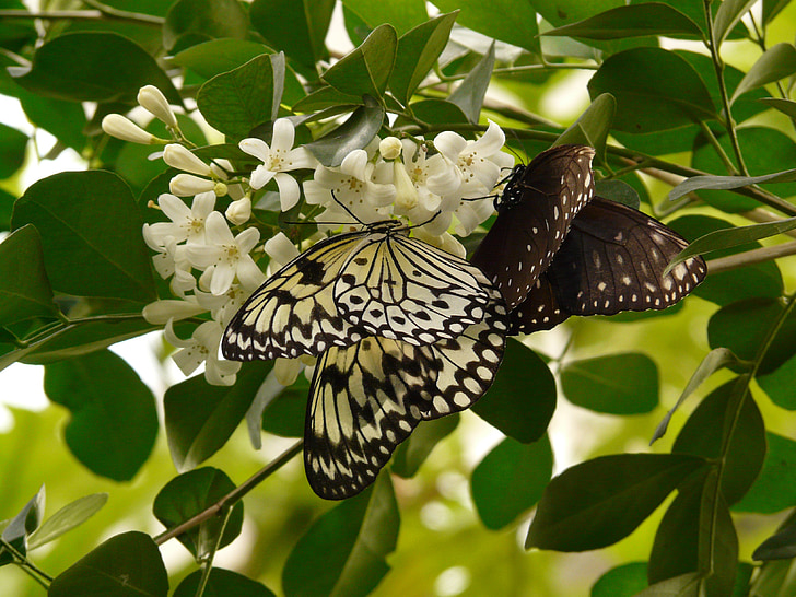 baumnymphe blanc, petit baumnymphe, papillon, idée leuconoe, Ideopsis juventa, blanc, papillons