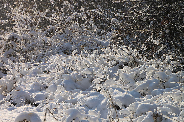 chi nhánh, lạnh, rừng, đông lạnh, băng, chiếu sáng, tuyết