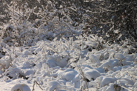 cabang, dingin, hutan, beku, es, bersinar, salju
