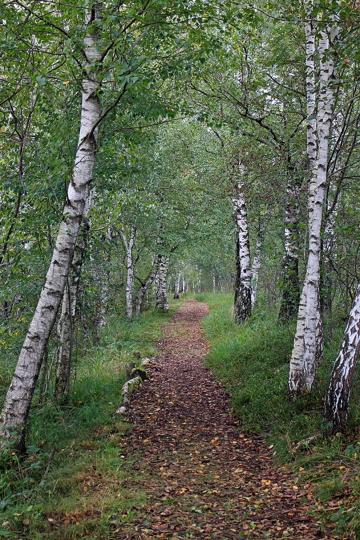 birch, away, trail, forest path, promenade, nature, path