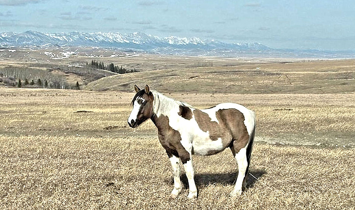 Pinto, häst, Klippiga bergen, Wild utbud, Kanada