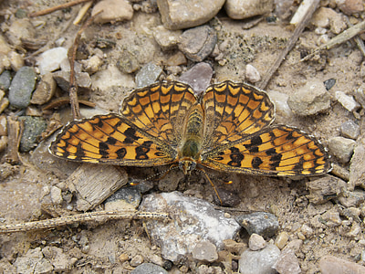 papillon, jeune fille plus, Melitaea phoebe, Damer de la centàurea, papillon orange, en détail