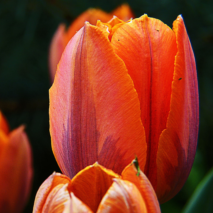 red, orange, tulip, flower, nature, close-up, plant