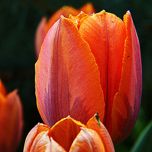 vermell, taronja, Tulipa, flor, natura, close-up, planta