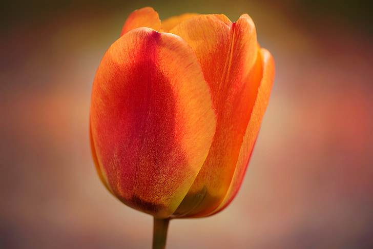 Tulipa, flor, flor, flor, taronja vermell, flors de primavera, schnittblume