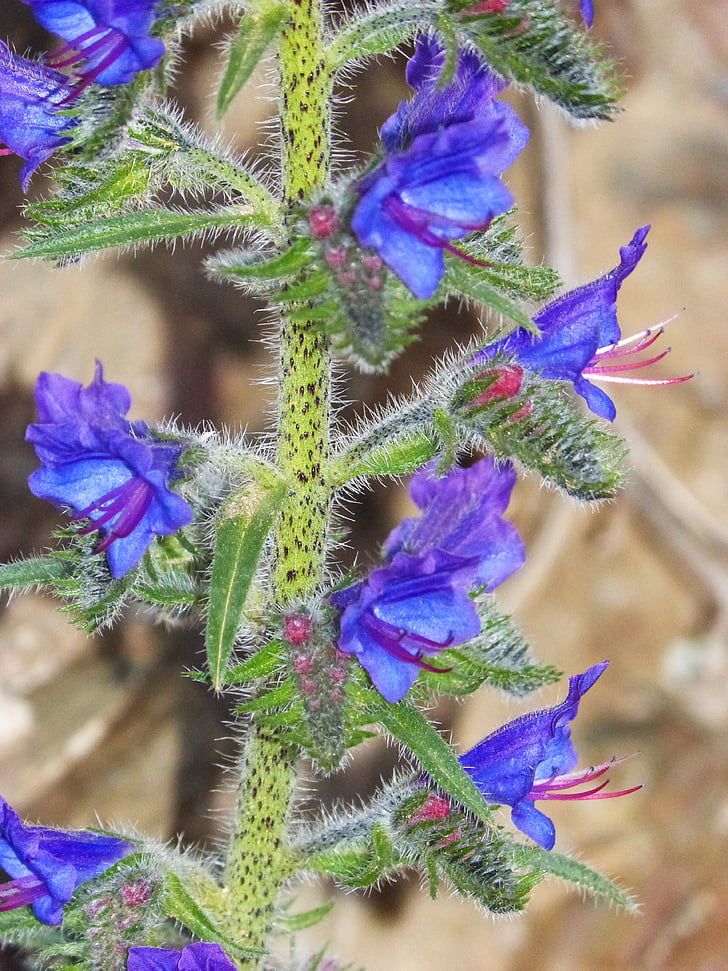 Ο, közös bugloss, foxglove, kék a fű, tehén nyelv, Echium vulgare, Wild flower