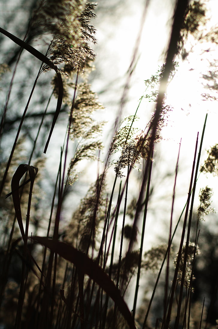 Reed, slnko, vody, Príroda, Príroda, reflexie, tráva