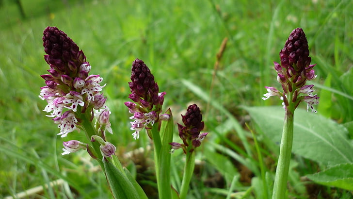 Orchis ustulata, varumärket pojkar ört, orkidéer blommor, hotade, gräsmark växter
