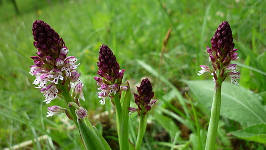 Orchis ustulata, značka chlapcov bylina, orchidey kvety, ohrozené, trávnym porastom rastlín