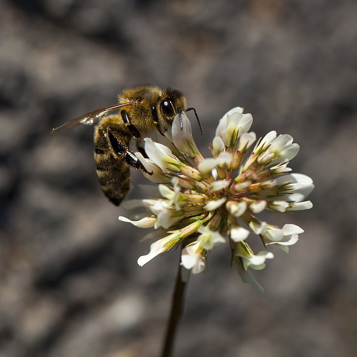 bee, white clover, detail, nature, nectar, flower