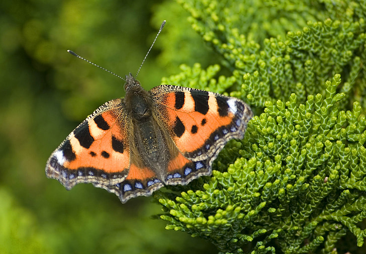 Engelse vlinder, Vos vlinder, insect, Vos, urticae, Aglais