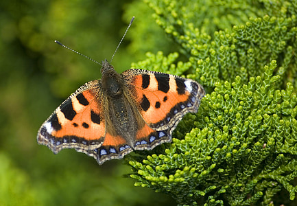 englische Schmetterling, Schildpatt-Schmetterling, Insekt, Schildpatt, urticae, aglais