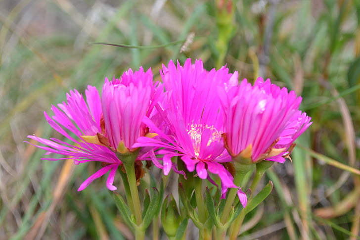 正午花, ピンク, 明るい, ジューシーです, 正午花を丸め, disphyma crassifolium サブ種, clavellatum
