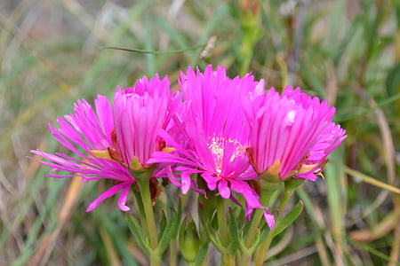 Siang-bunga, merah muda, cerah, lezat, bulat siang bunga, disphyma crassifolium sub-spesies, clavellatum