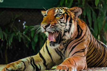 con hổ, con mèo, chân dung, động vật, động vật hoang dã, sọc, động vật ăn thịt