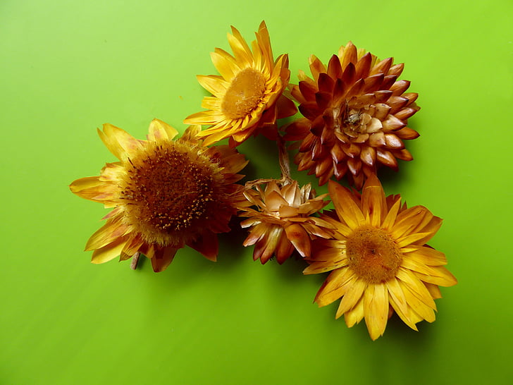 Trockenblumen, gelb, Herbst Dekoration, Ornament, Hintergrund, kreative, Natur