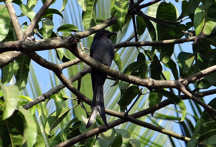 Drongo, pássaro, fauna, empoleirado, árvore de manga, Dharwad, Índia