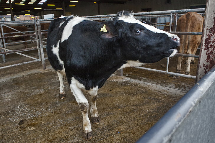 крава, едър рогат добитък, млечни продукти, мляко, промишленост, юница, пазар