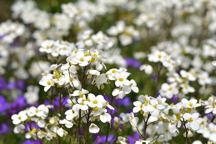 цветя, бяло, бели цветя, Пролет, венчелистчета, Пролетно цвете, природата
