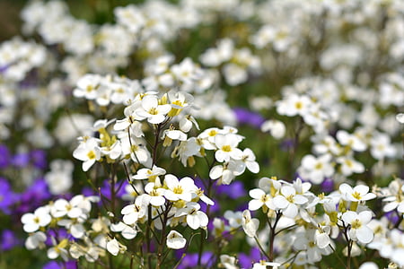 flors, blanc, flors blanques, primavera, els pètals, flors de primavera, natura
