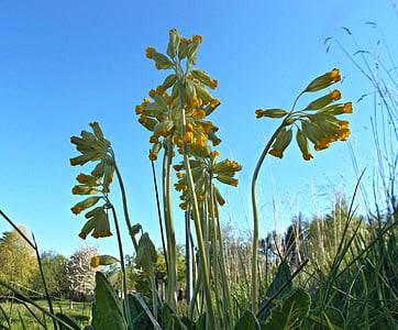 cowslip, primrose, nature, blue, sky, plant, summer
