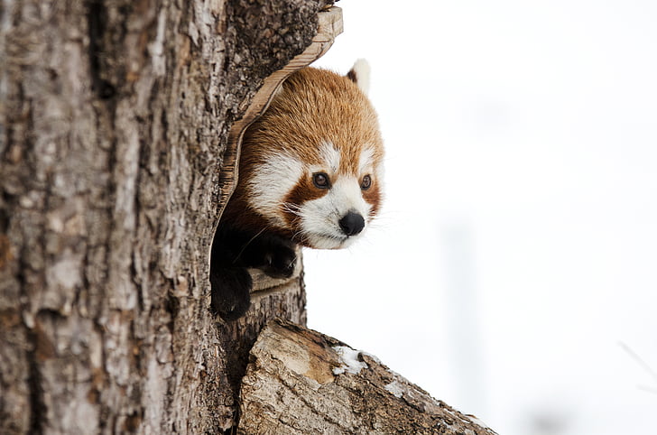 Red panda, Çin panda, Kış, Hayvanat Bahçesi, soğuk, şüpheci, hayvan portre