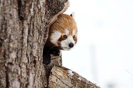 panda rosso, panda cinese, inverno, Zoo di, freddo, scettico, Ritratto animale