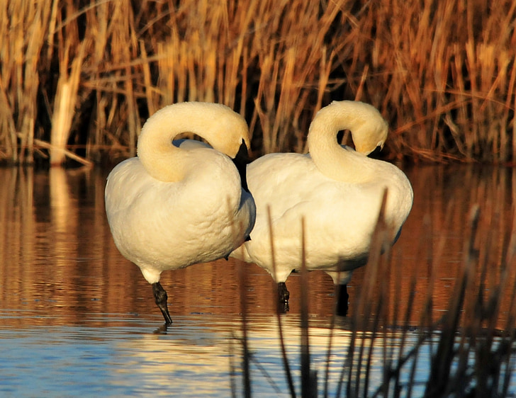 Trumpeter swans, vogels, grote, dieren in het wild, natuur, staande, water