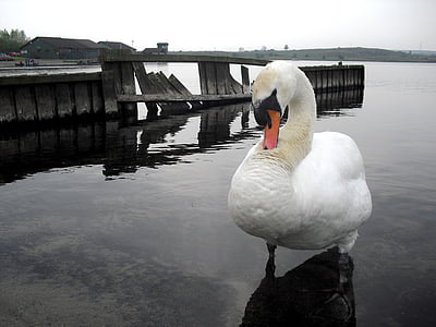 Swan, apa, alb, pasăre, Râul, Lacul, natura