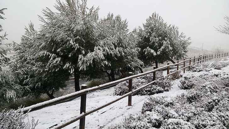 snö, Nevada, vinter, träd, kalla, vit, snöiga landskap
