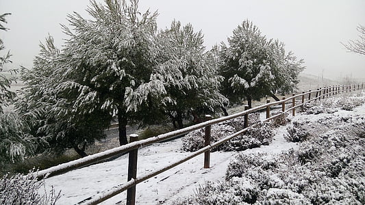 hó, Nevada, téli, fák, hideg, fehér, havas táj