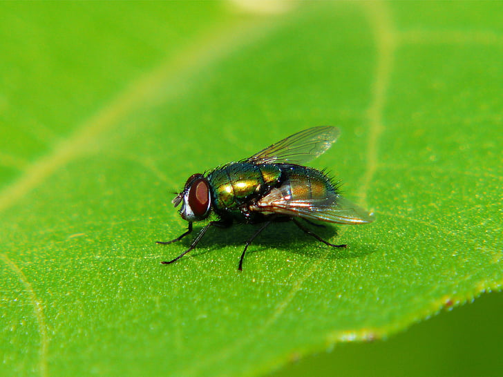 μύγα, έντομο, πτέρυγα, πράσινο, μακροεντολή, φύλλο, πράσινο χρώμα